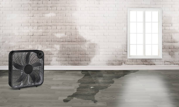 Best Water damage restoration near me  in Apopka, FL